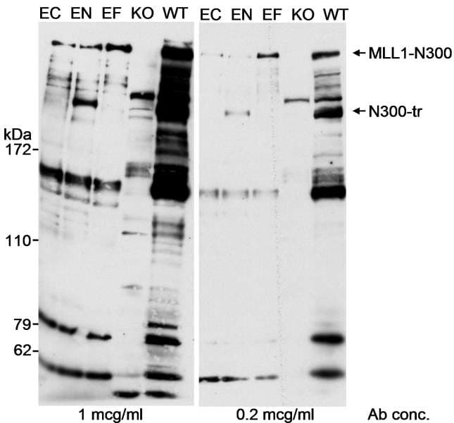 KMT2A / MLL Antibody (aa1320-1380)
