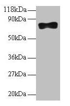 Polyclonal Rabbit anti-Mouse SAMHD1 Antibody (WB)