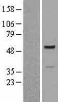 PSMC2 / RPT1 Protein (Over-Expression Lysate Myc-DDK (Flag))
