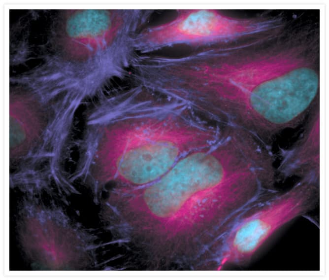 Alpha Tubulin Antibody (clone 236-10501)
