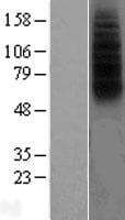 FPR2 / FPRL1 Protein (Over-Expression Lysate Myc-DDK (Flag))