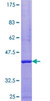 Human TIF-IA / RRN3 Protein (Recombinant GST)