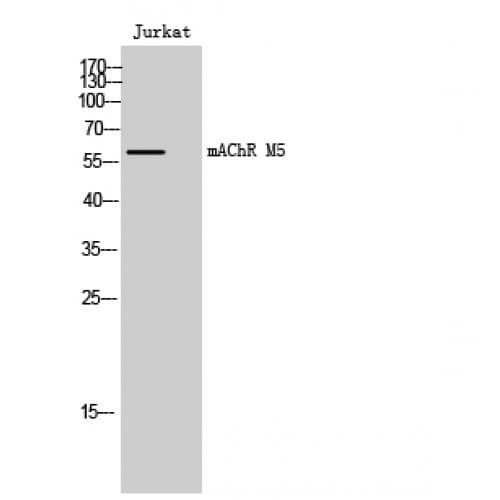 CHRM5 / M5 Antibody (260-340 aa, Internal)