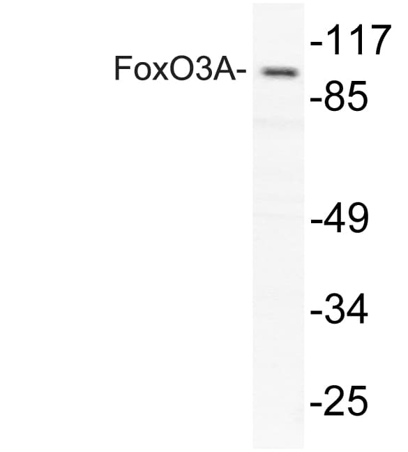 FOXO3 / FOXO3A Antibody (Pro247)
