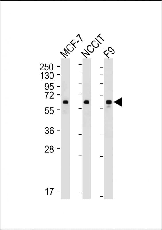 KLF4 Antibody (clone 2000CT726.79.22)
