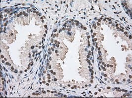 DDX39B / UAP56 Antibody (clone OTI2C5)