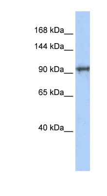 SPICE1 / CCDC52 Antibody (aa35-84)