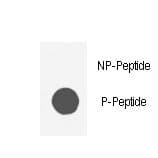 Polyclonal Rabbit anti-Human AKT1 Antibody (phospho-Ser129)