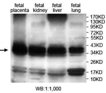 ANXA8L1 Antibody (aa77-265)
