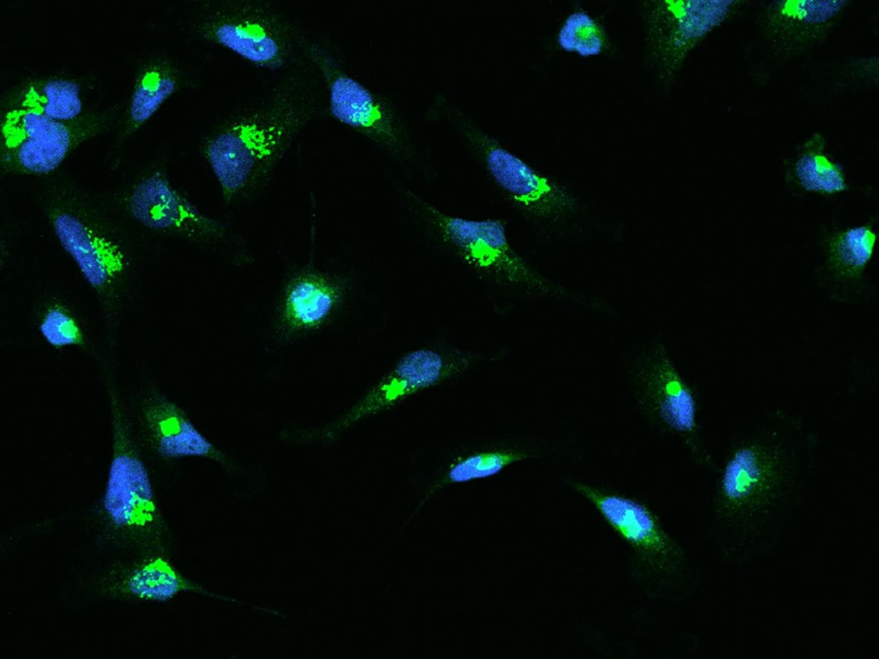 Polyclonal Rabbit anti-Human SDF4 Antibody (IHC, IF)