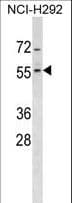 Polyclonal Rabbit anti-Human ZNF200 Antibody (aa187-214, WB)