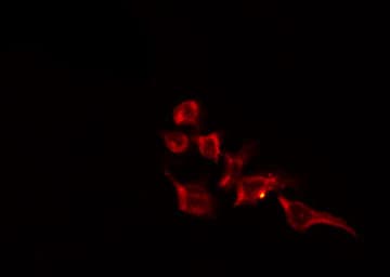Polyclonal Rabbit anti-Human NUDC Antibody (IF, WB)
