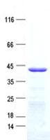 Human FAM181A Protein (Recombinant His, N-Terminal)