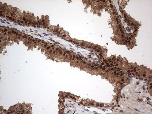 H2AFY2 Antibody (aa2-261, clone OTI1C2)