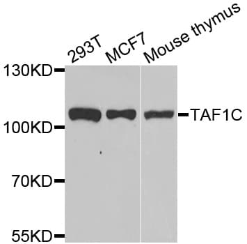TAF1C Antibody