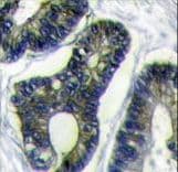 FAU / Fub1 Antibody (aa29-59)