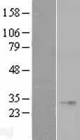 FGF23 Protein (Over-Expression Lysate Myc-DDK (Flag))