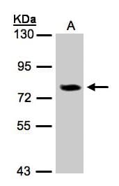 IL17RD Antibody