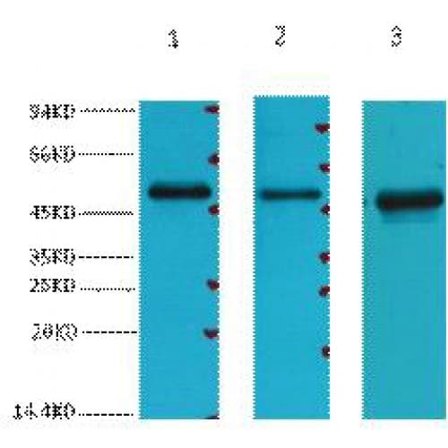 FH / Fumarase / MCL Antibody (clone 7F1)