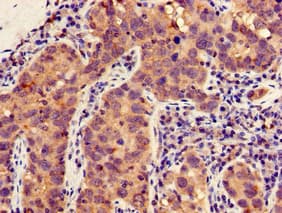 MLLT4 / Afadin Antibody