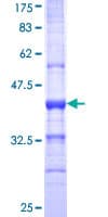 Human SIGLEC8 Protein (Recombinant GST, N-terminus)
