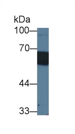 CD14 Antibody (aa21-373, Cy3)