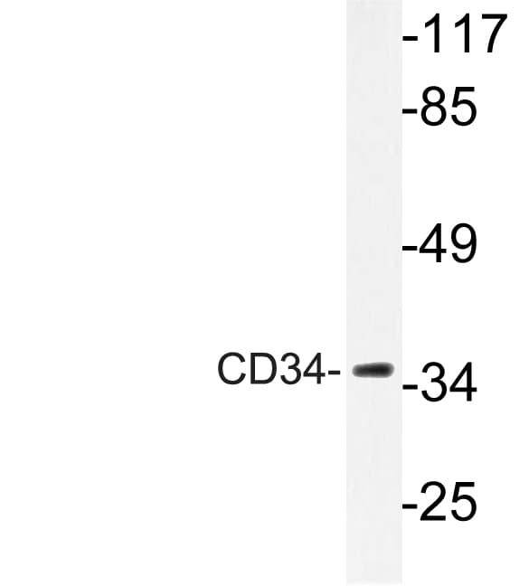CD34 Antibody (aa208-257)
