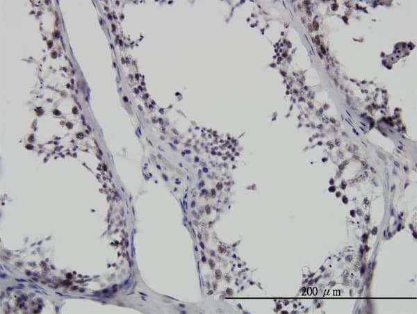 Monoclonal Mouse anti-Human SMNDC1 Antibody (clone 2B9, IHC, WB)