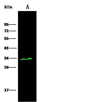 PSME3 Antibody (Preservative Free)