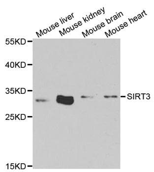 SIRT3 / Sirtuin 3 Antibody