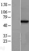 METAP2 Protein (Over-Expression Lysate Myc-DDK (Flag))