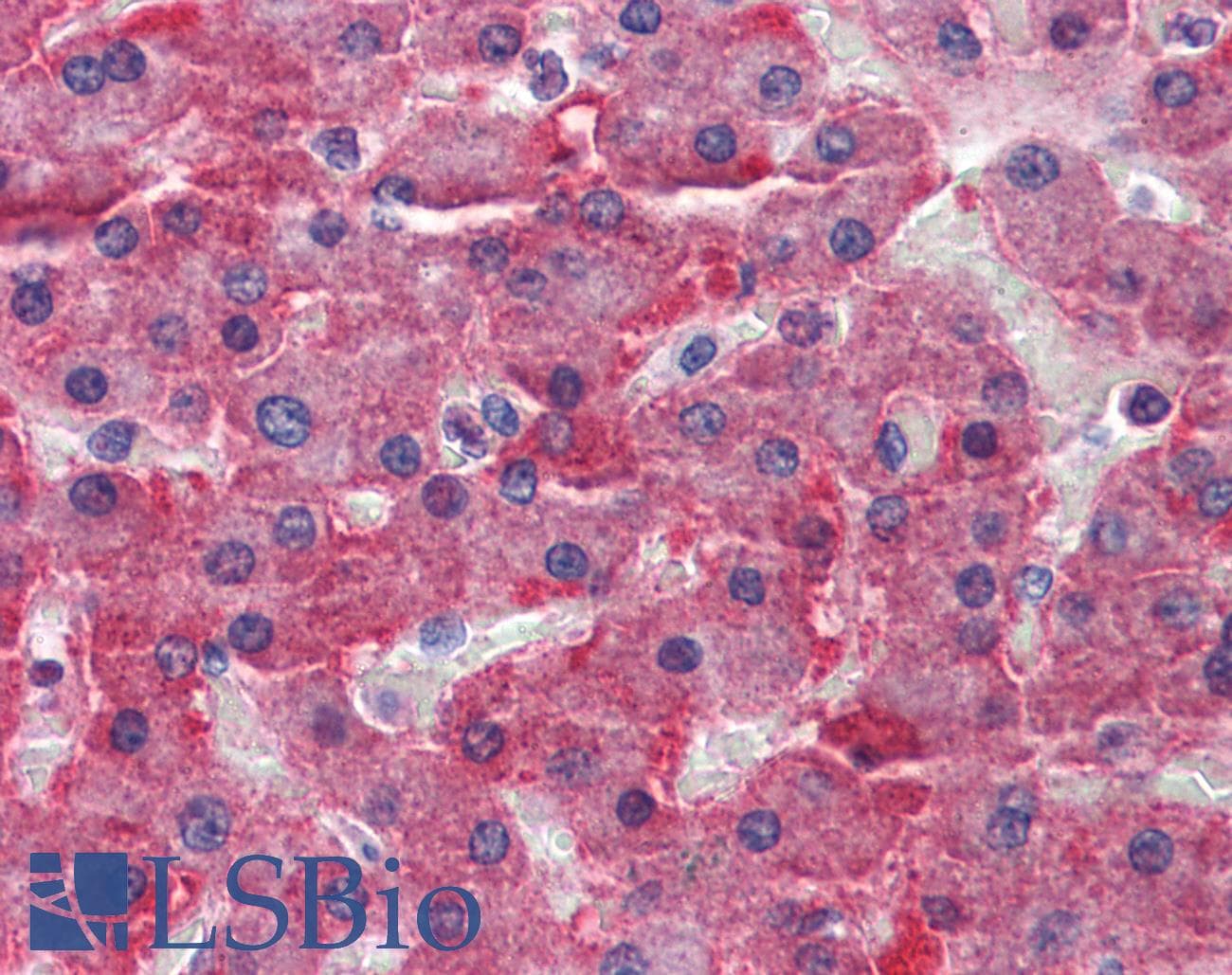 IHC-plus™ CBS Antibody (clone 6B8)