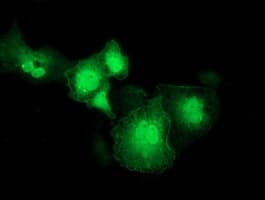 RASD2 Antibody (clone OTI1H10, Carrier-free)
