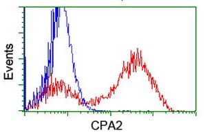 CPA2 Antibody (clone OTI1A1, Carrier-free)