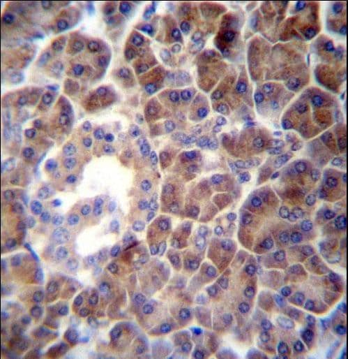 PTDSS2 Antibody (aa1-30)