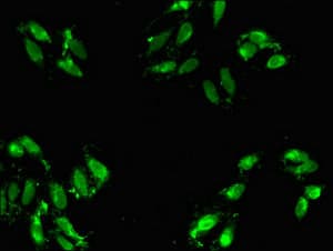 HABT1 / ABT1 Antibody