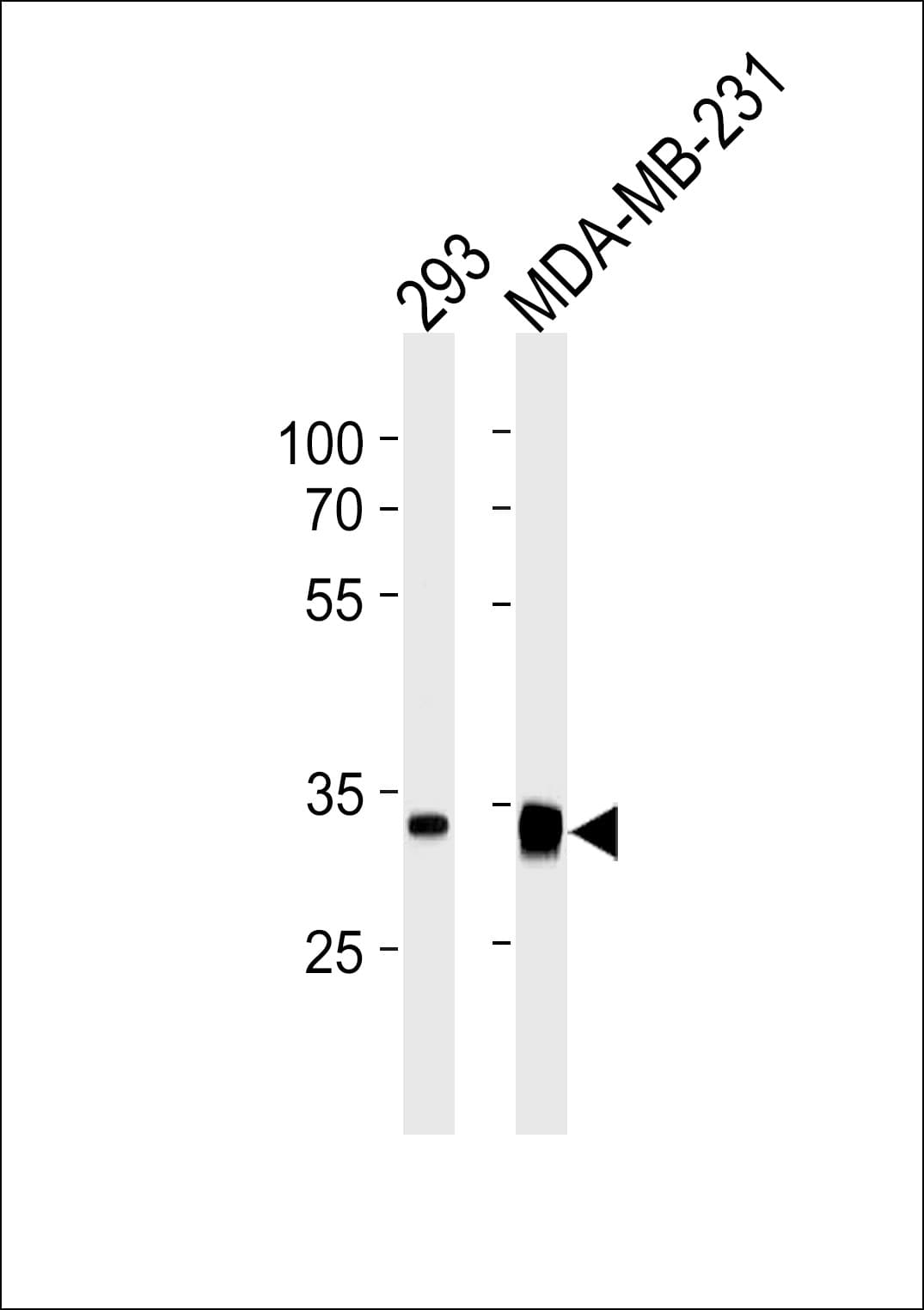 GOLPH3 Antibody (clone 905CT9.1.1)
