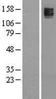 KCNMA1 / BK Protein (Over-Expression Lysate Myc-DDK (Flag))