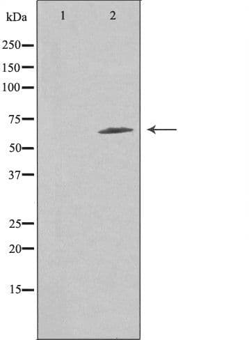 FZD9 / Frizzled 9 Antibody