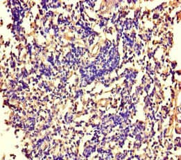 ARAF / ARAF1 / A-RAF Antibody