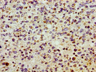 Polyclonal Rabbit anti-Human SMOX / PAO Antibody (IHC, IF)