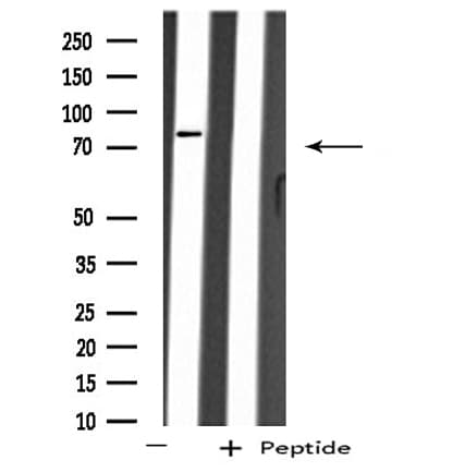 ARHGEF16 Antibody