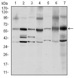 SRC Antibody (clone 1F11)