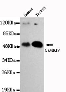 CAMK4 / CaMK IV Antibody