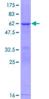 Human BPGM Protein (Recombinant GST)