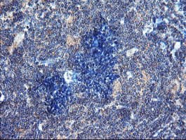 DUPD1 Antibody (clone OTI7E4)