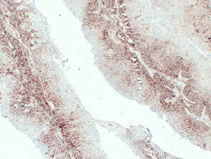 IHC-plus™ CD44 Antibody (clone ABT-CD44)