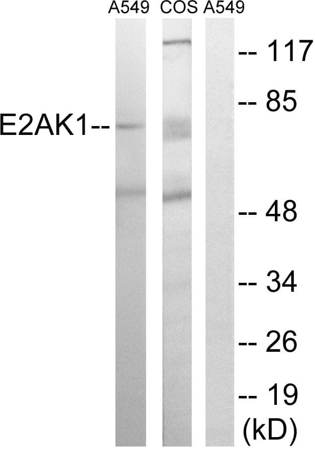 EIF2AK1 Antibody