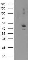 EIF2B3 Antibody (clone OTI1H3)