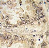 Polyclonal Rabbit anti-Human SOX2 Antibody (aa89-119, IHC, IF, WB)